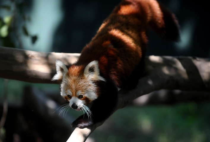 Bursa Hayvanat Bahçesi'nin yeni misafiri kırmızı pandalar 2
