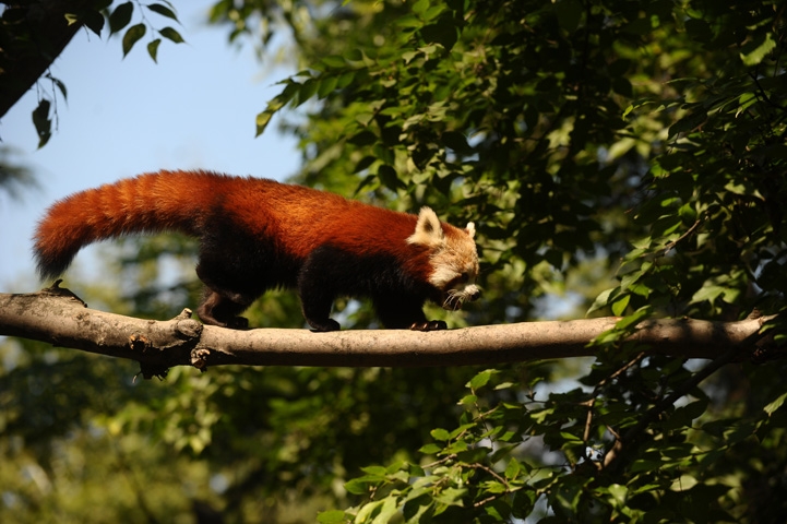 Bursa Hayvanat Bahçesi'nin yeni misafiri kırmızı pandalar 6