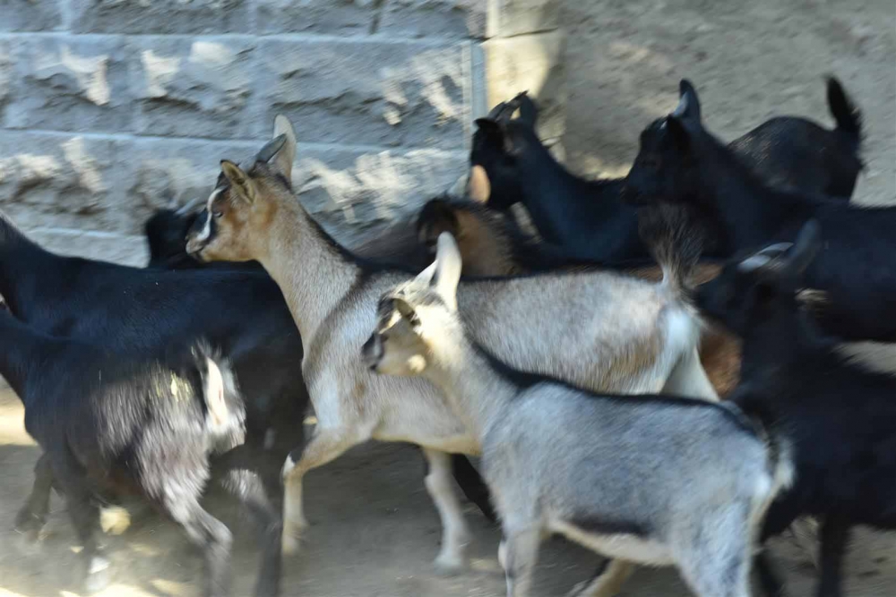 Keçiören Evcil Hayvanlar Parkı’nın Yeni Üyeleri Dünyaya Gözlerini Açtı 17