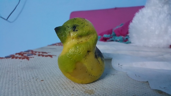 Kuş şeklindeki limon görenleri şaşırttı