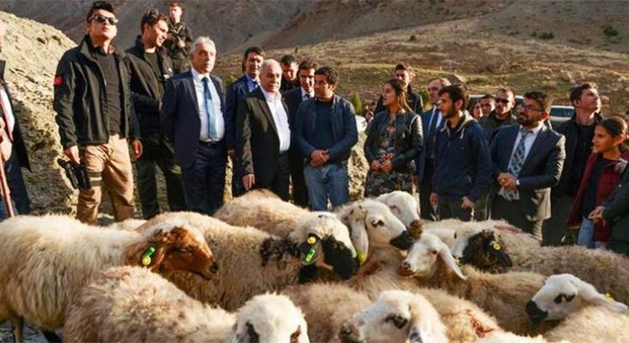 300 koyun projesinde Fakıbaba’dan müjde geldi!