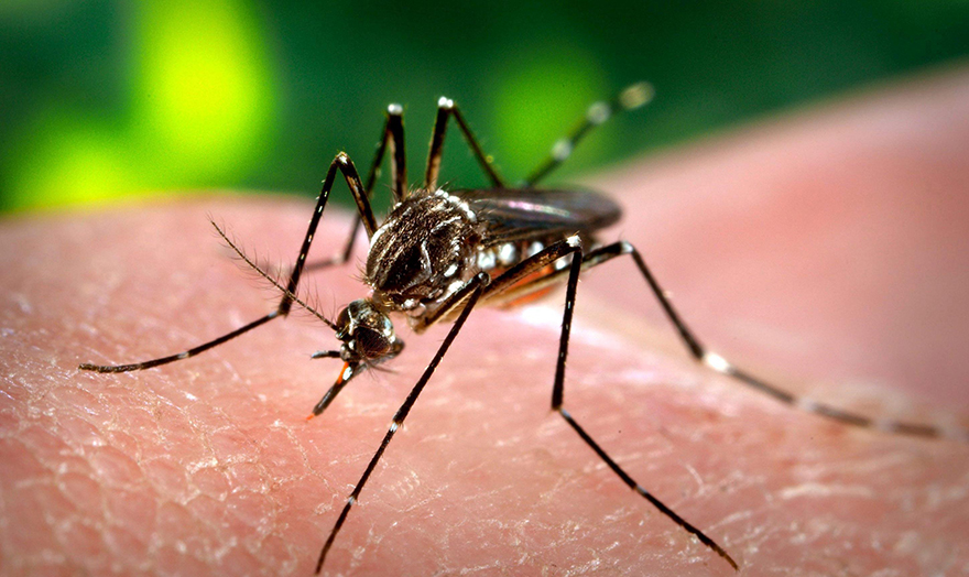 Sivrisinekler Arttı  Tedbiri Elden Bırakmayın