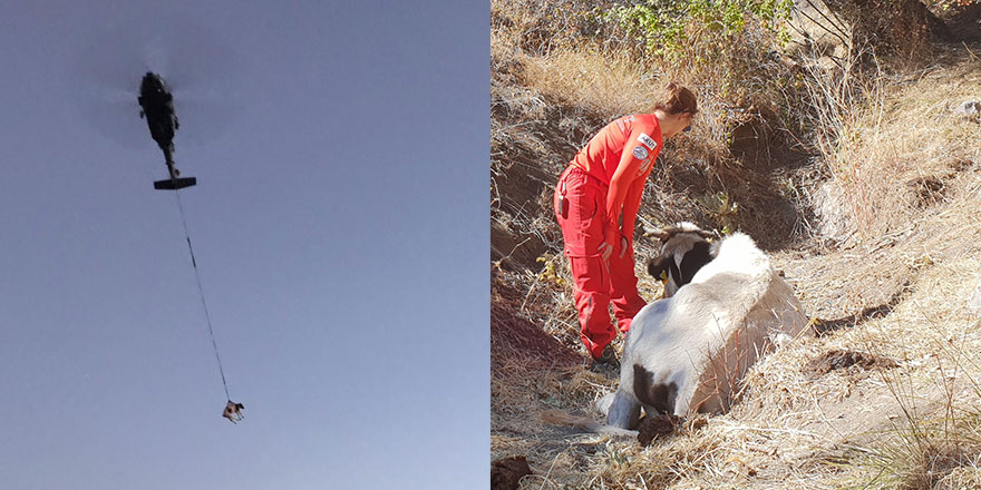 Ankara'da hamile inek operasyonu! Helikopterle kurtarıldı