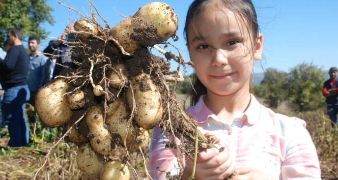 Türkiye'nin ilk 'beyaz patates' hasadı yapıldı
