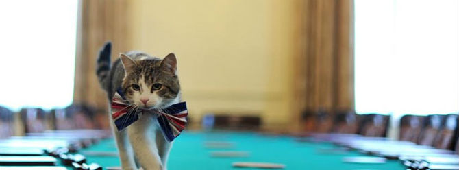 İngiltere Dışişleri Bakanlığı'nda "kedi" kadrosu