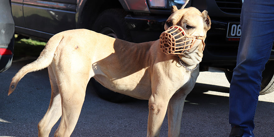 Başkent'te bin 500’ün üzerinde yasaklı köpek kayıt altına altındı