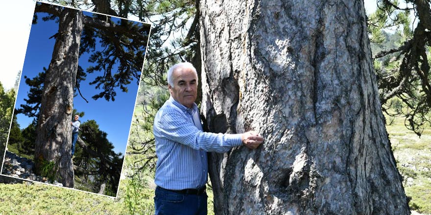 Nallıhan Sarıçalı Dağı Milli Parkı Tam Bir Anıt Ağaç Müzesi