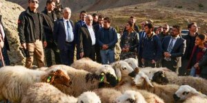 300 koyun projesinde Fakıbaba’dan müjde geldi!