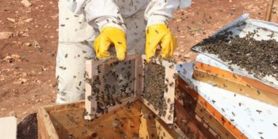 Gramı 500 TL olan arı zehri üretilmeye başlandı