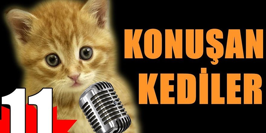 Konusan Kediler 11 En Komik Kedi Videolari Videosu